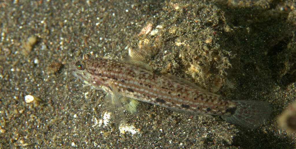 Image of Blackspotted sandgoby