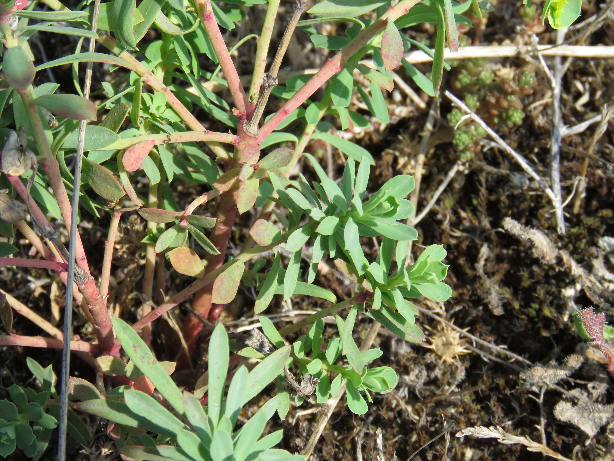 Euphorbia portlandica L. resmi