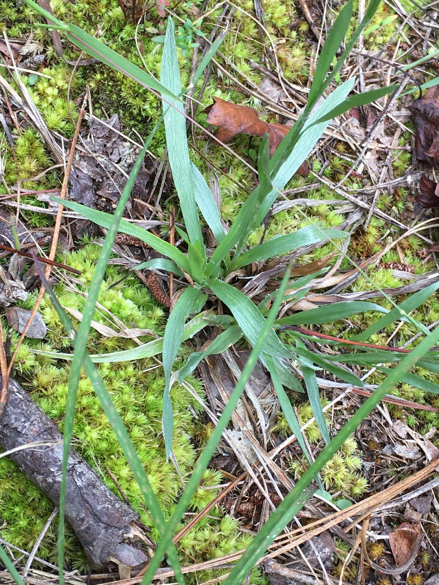 Image of Carolina silkgrass