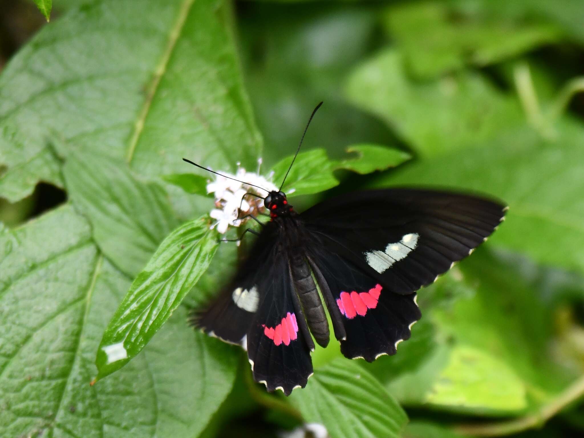 Слика од Parides anchises (Linnaeus 1758)