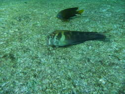 Image of Large-banded Blenny