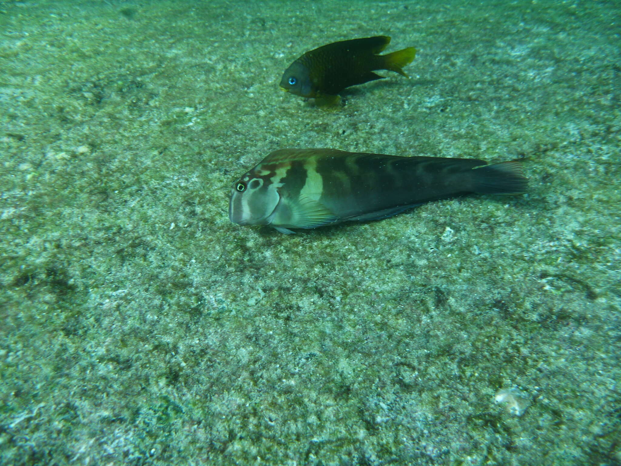 Image of Large-banded Blenny