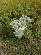 Imagem de Eryngium spinalba Vill.