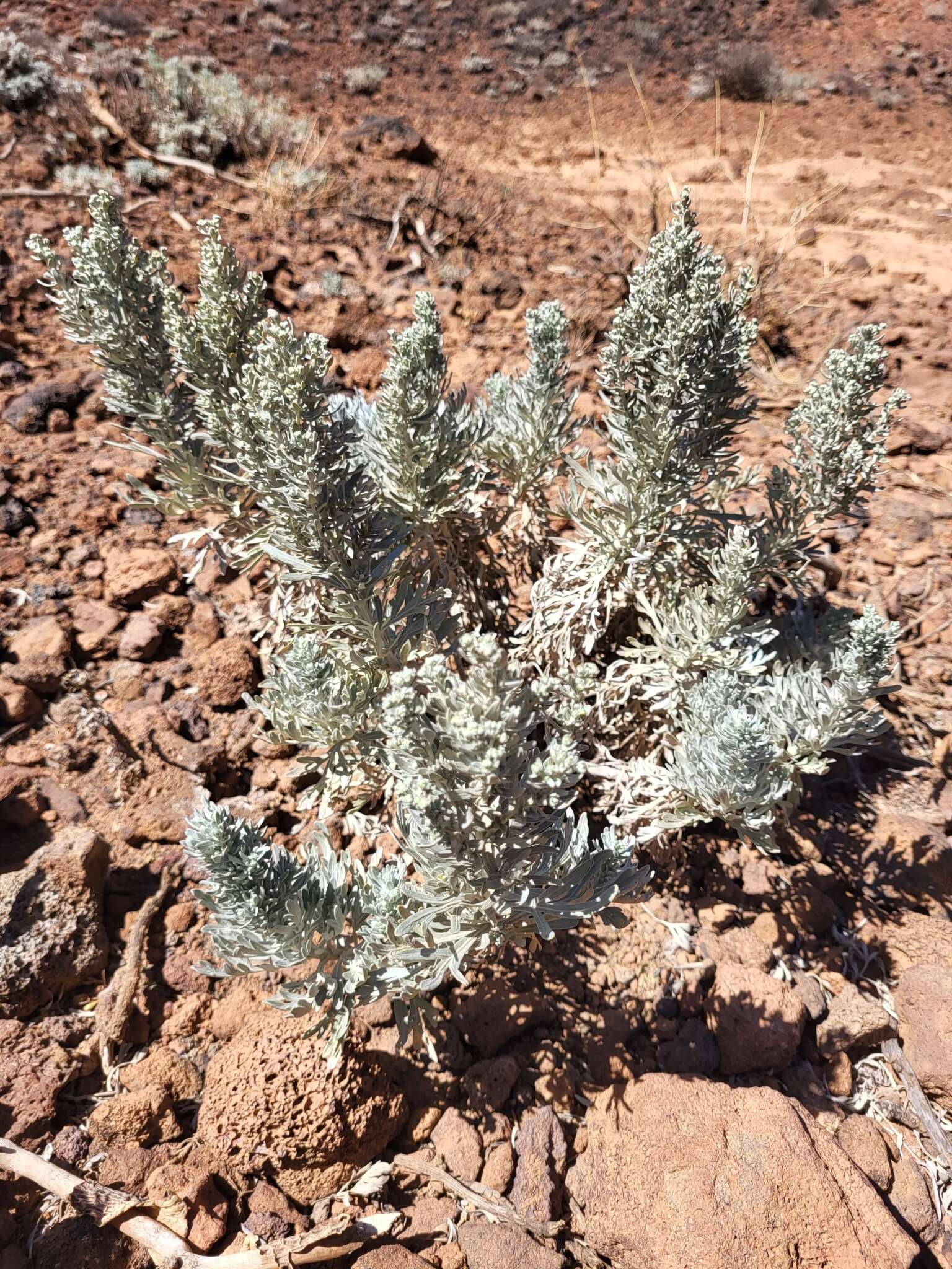 Imagem de Artemisia gorgonum Webb