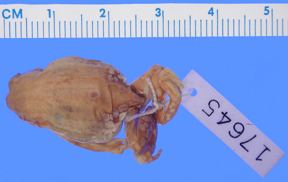 Image of <i>Hyperolius marginatus</i> Peters 1854