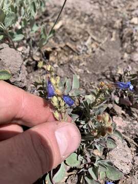 Image of low beardtongue