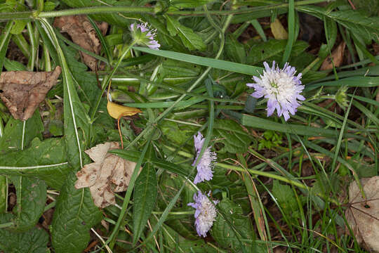 Слика од Knautia arvensis (L.) Coulter