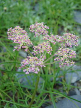 Image of Carum meifolium (M. Bieb.) Boiss.