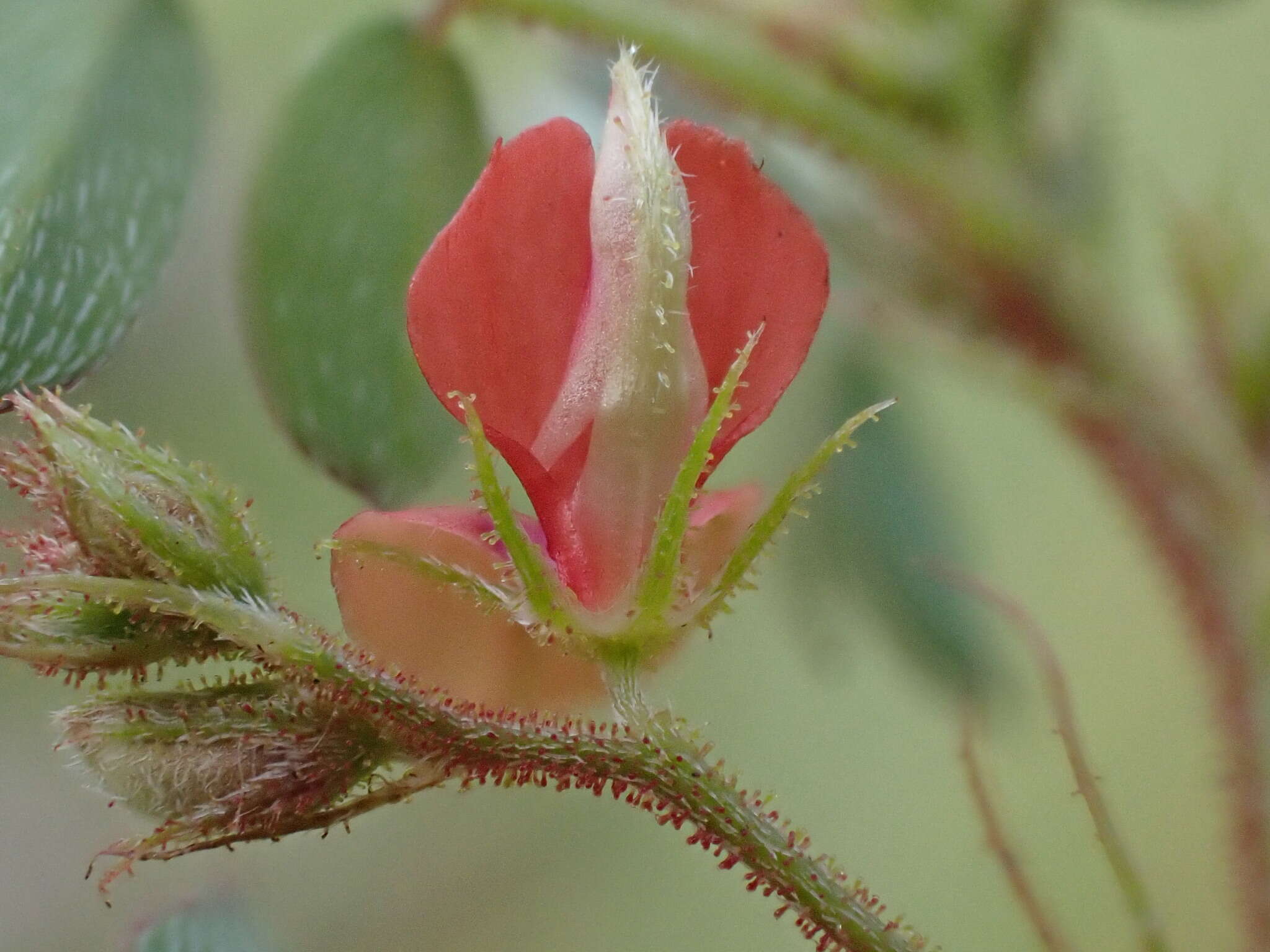 Image de Indigofera adenoides Baker fil.