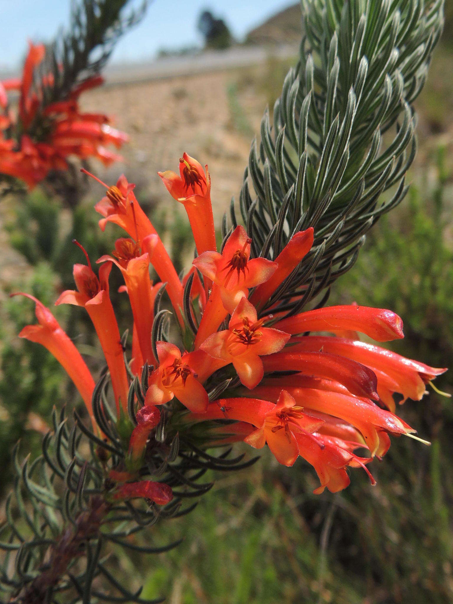 Image of Erica grandiflora subsp. grandiflora