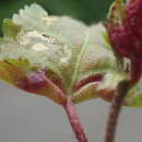 Image of Resseliella betulicola (Kieffer 1889)