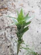 Image de Pityopsis graminifolia var. latifolia (Fern.) J. C. Semple & F. D. Bowers