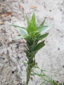 Image of narrowleaf silkgrass