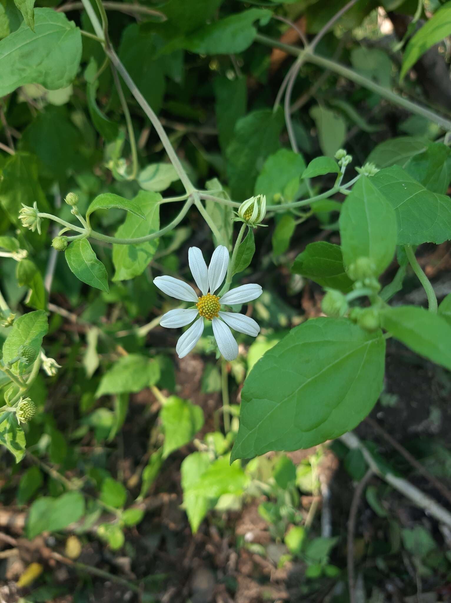 Image of Montanoa atriplicifolia (Pers.) Sch. Bip.