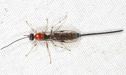 Image of Parasitoid wasp