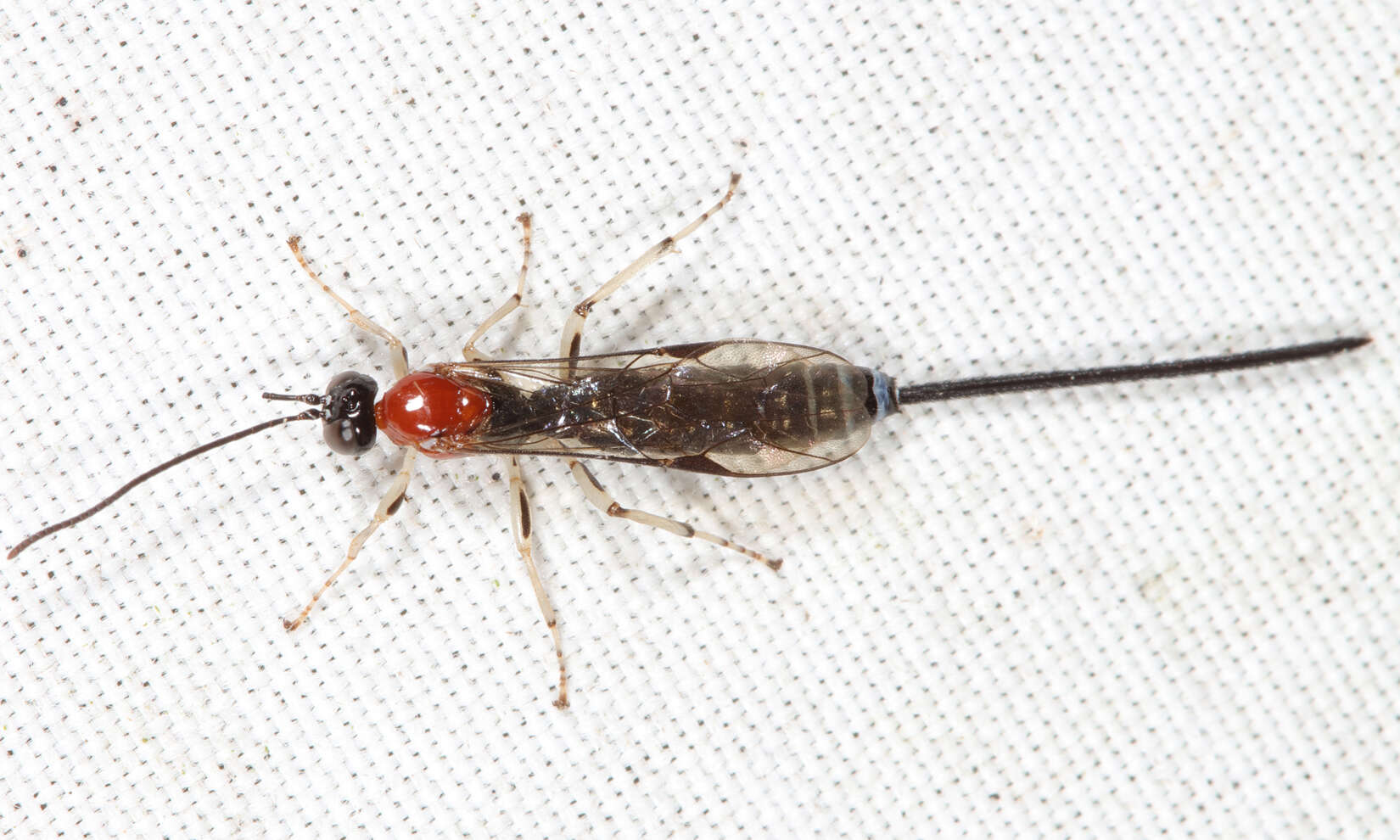 Image of Parasitoid wasp