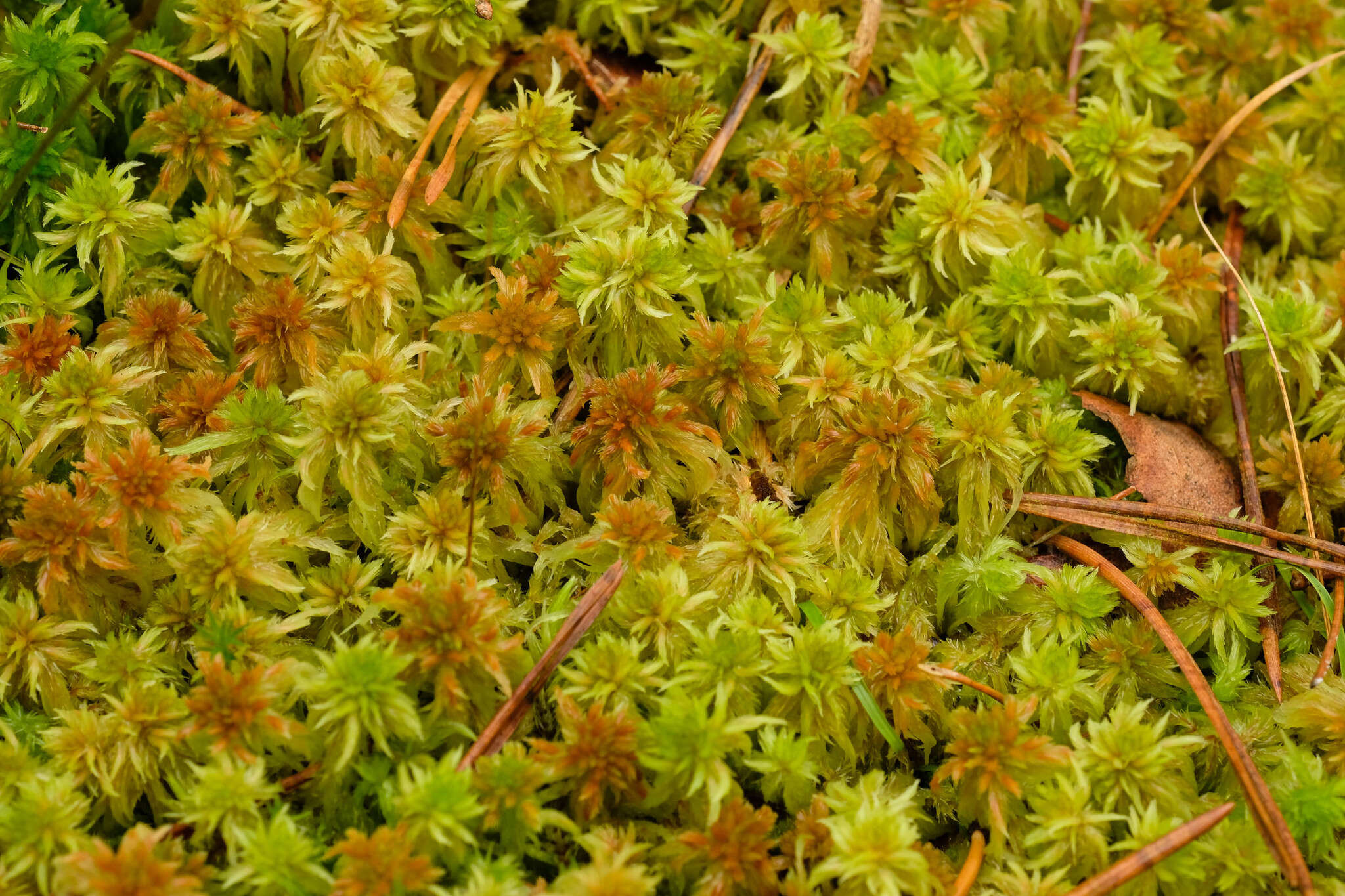 Imagem de Sphagnum cuspidatum Ehrhart ex G. F. Hoffmann 1796