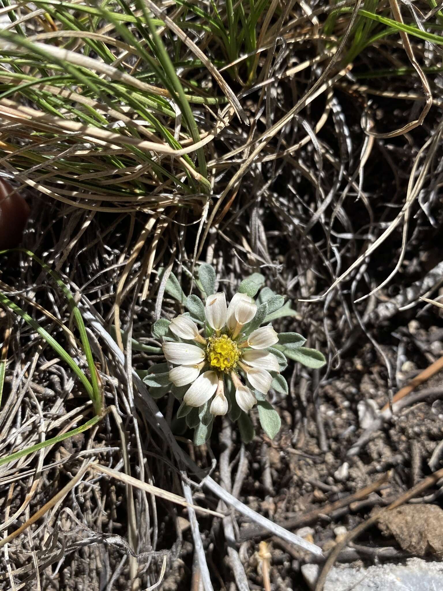 Image of Jones' Townsend daisy