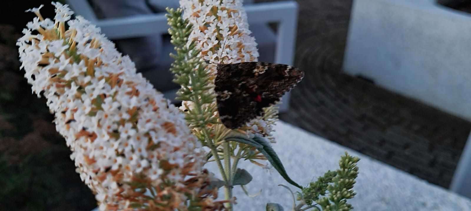 Image of Dark Crimson Underwing