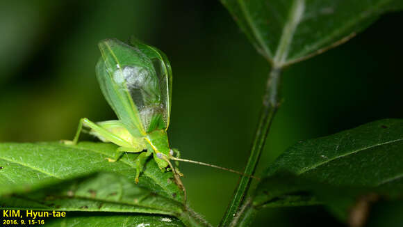 Image of Truljalia hibinonis (Matsumura & S. 1917)