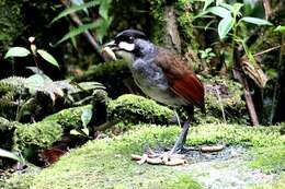 Image of Jocotoco Antpitta