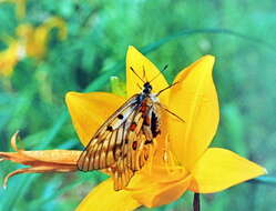 Image of Parnassius bremeri Bremer 1864