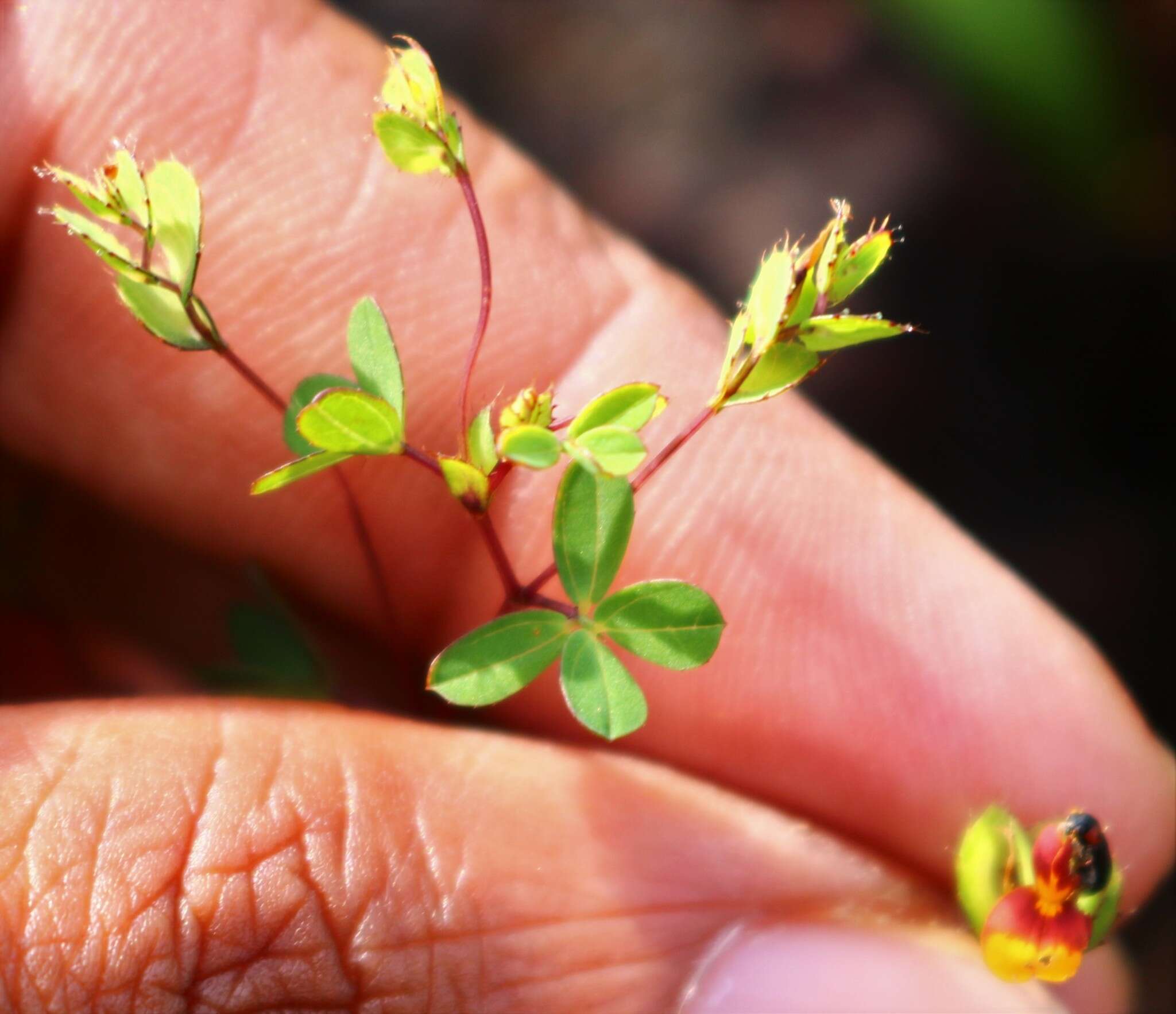 Imagem de Geissaspis cristata var. tenella