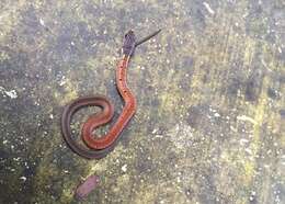 Image of Black-headed Collared Snake