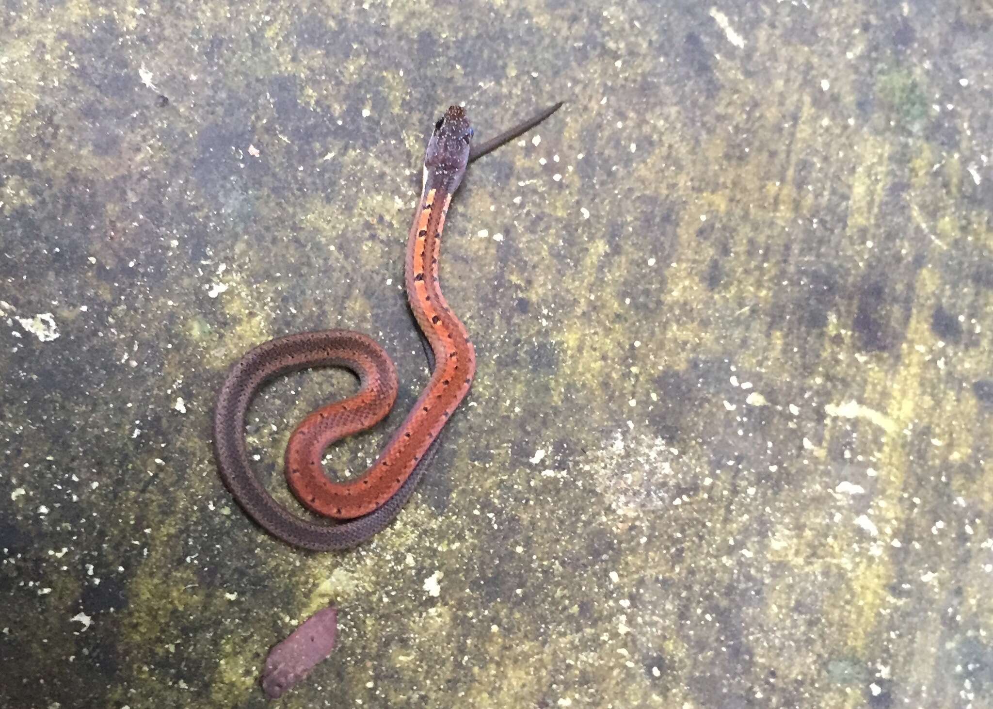 Image of Black-headed Collared Snake