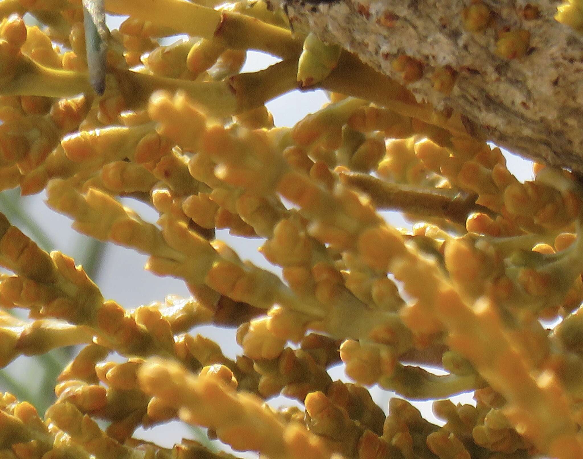 Image of western dwarf mistletoe