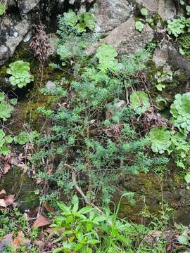 Image of Madeira Dyer's greenweed