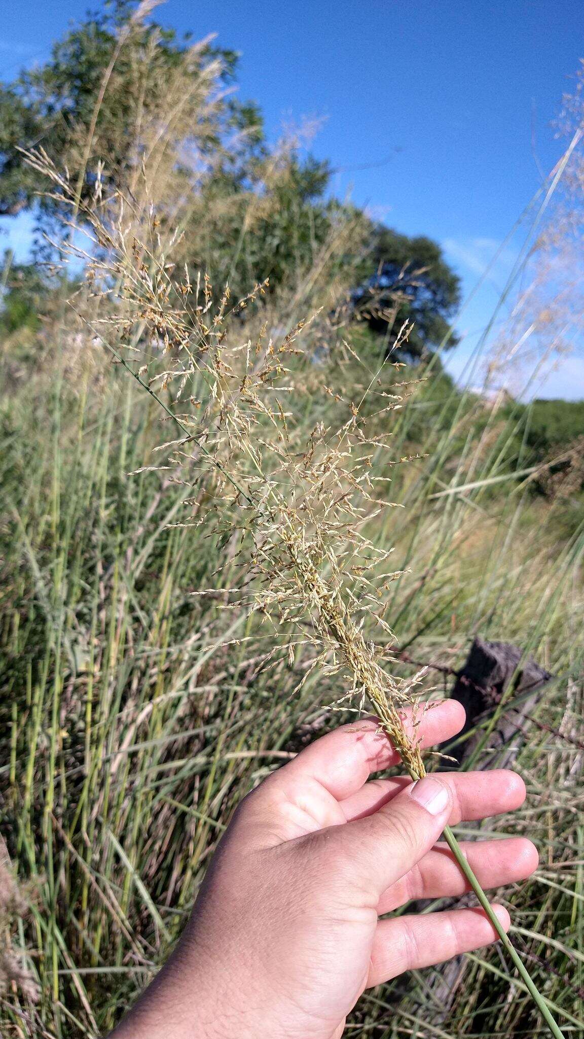 Imagem de Sorghastrum setosum (Griseb.) Hitchc.