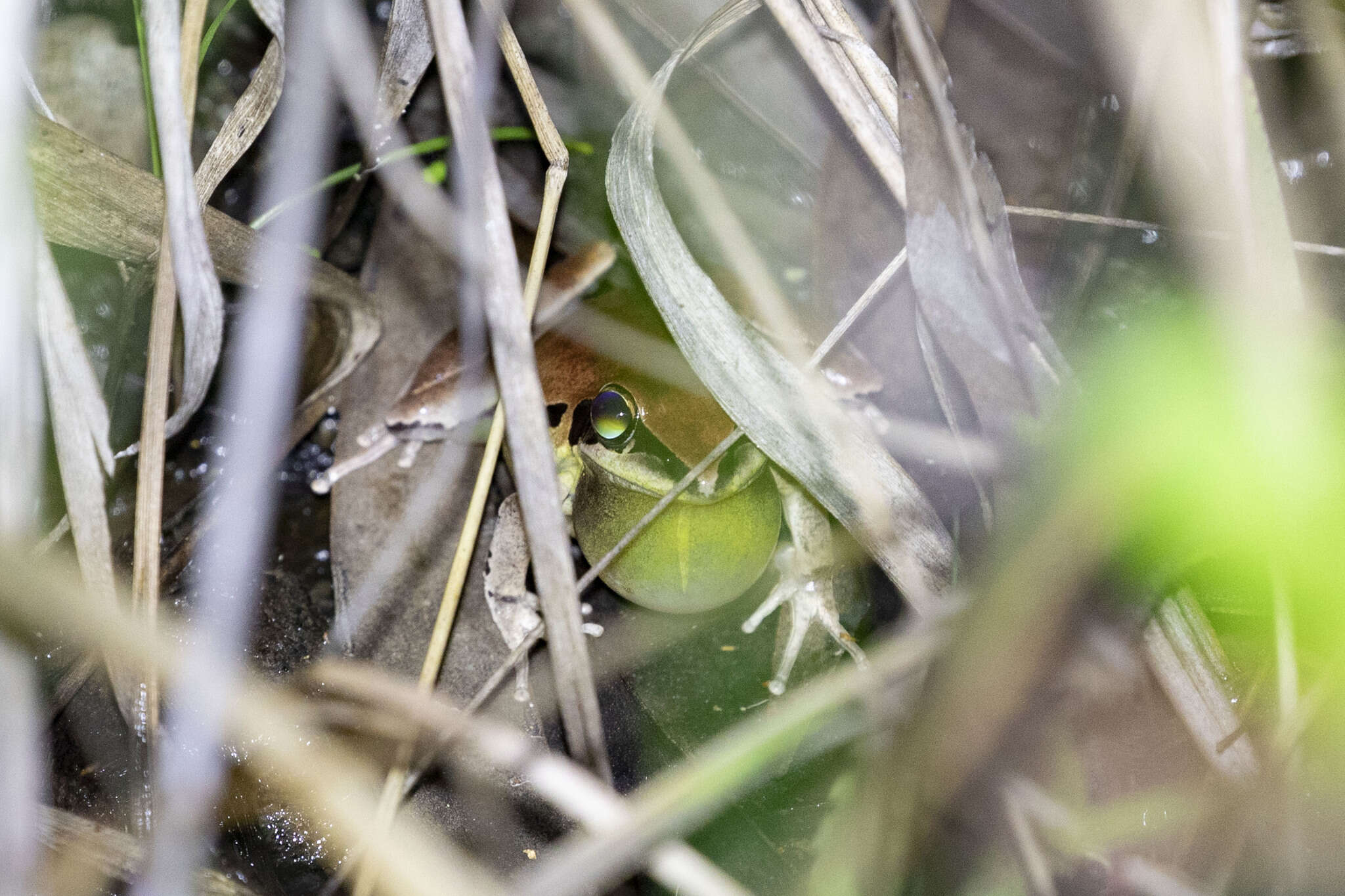 Sivun Litoria nigrofrenata (Günther 1867) kuva