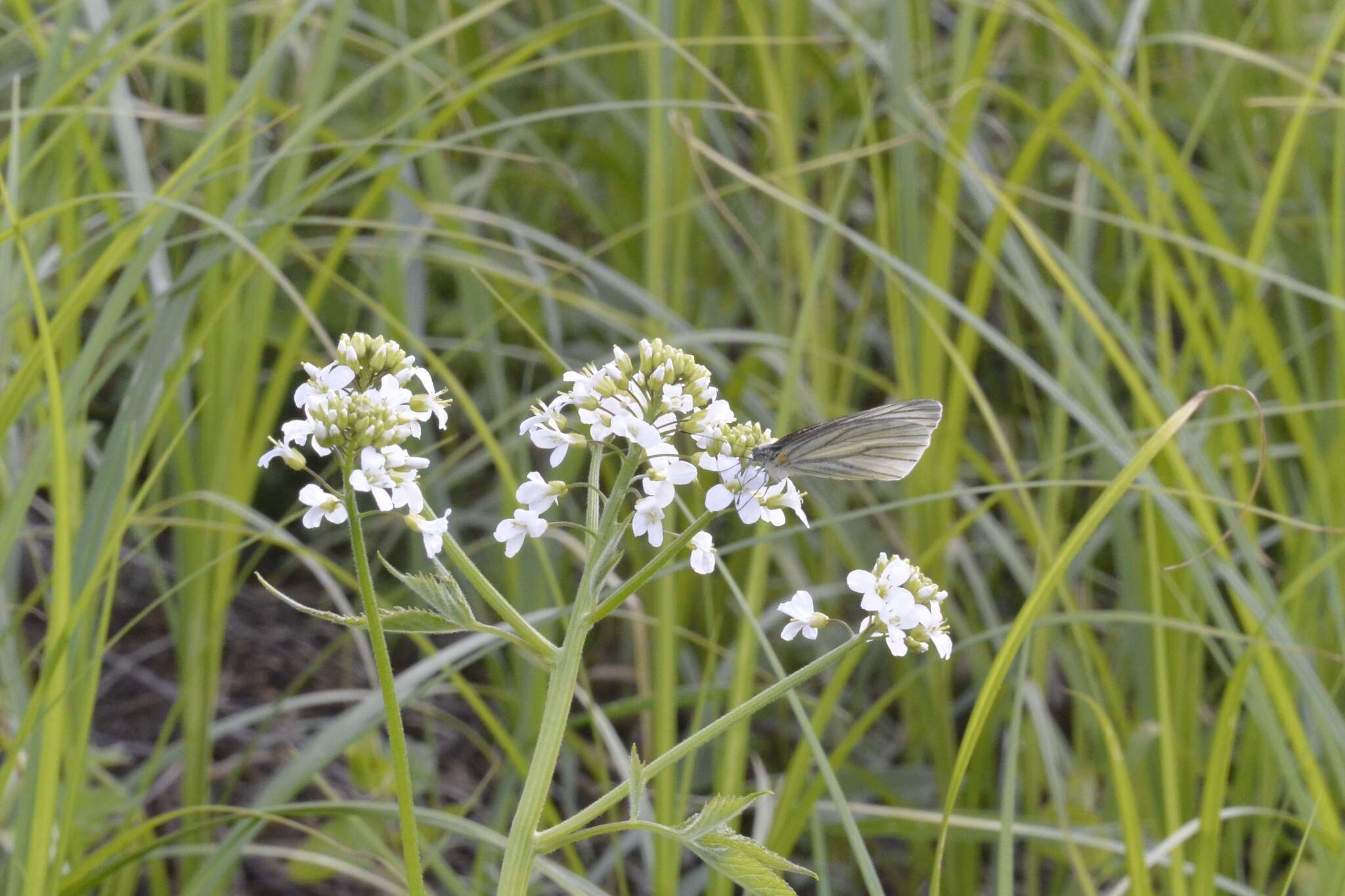 Image of Pieris melete Ménétriès 1857