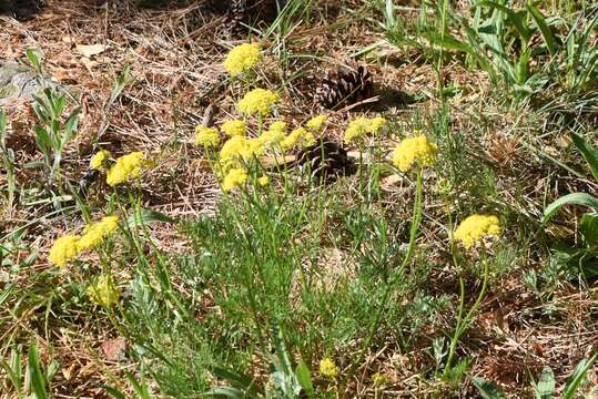 Image of whiskbroom parsley