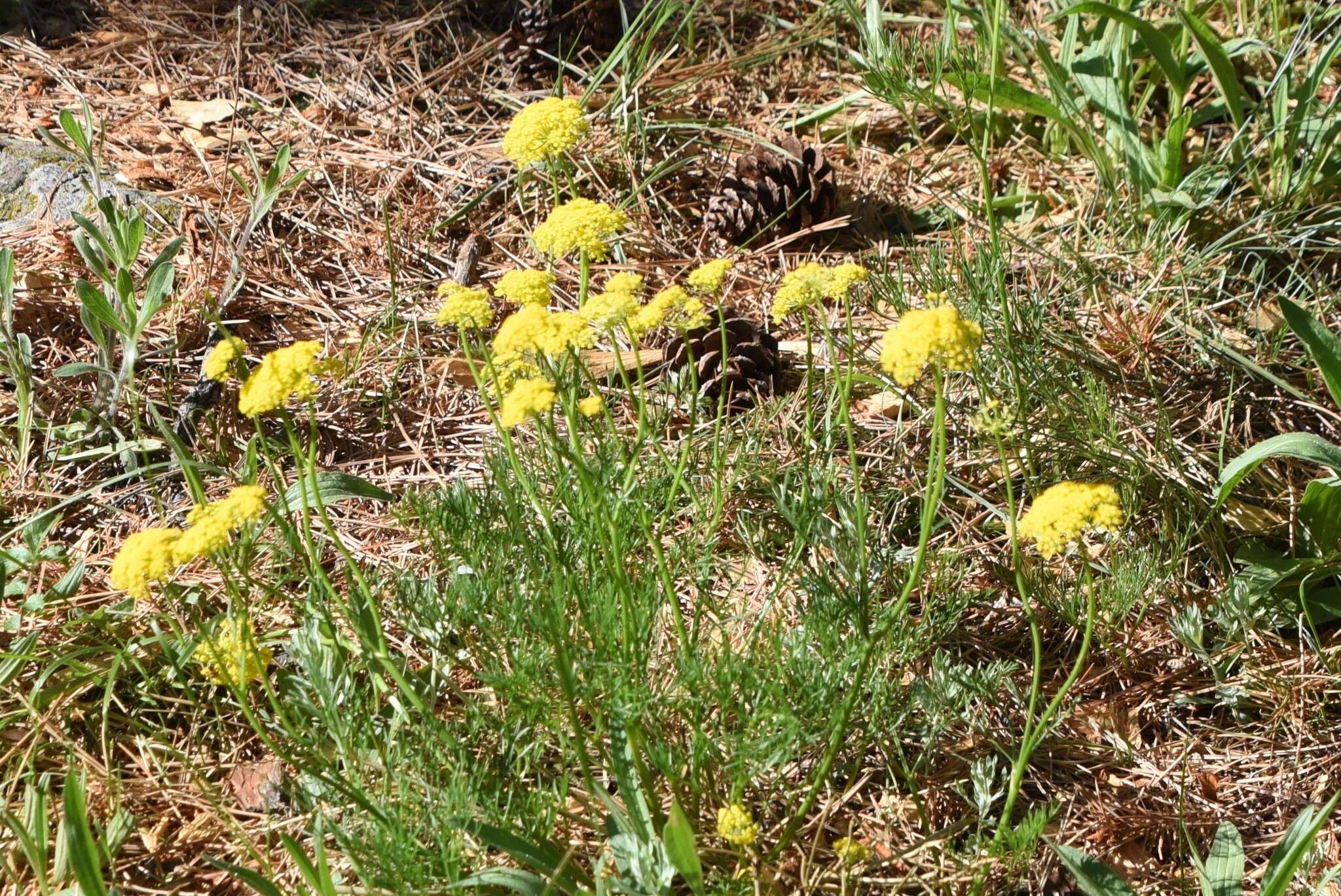 Image de Harbouria trachypleura (A. Gray) Coult. & Rose