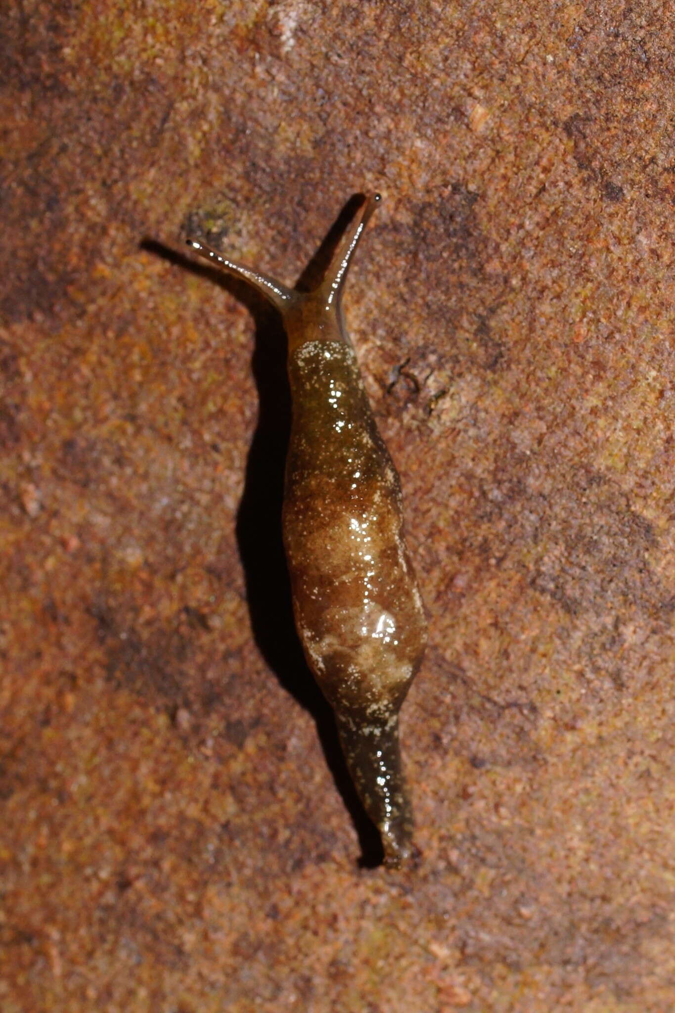 Image of Cystopelta bicolor Petterd & Hedley 1909