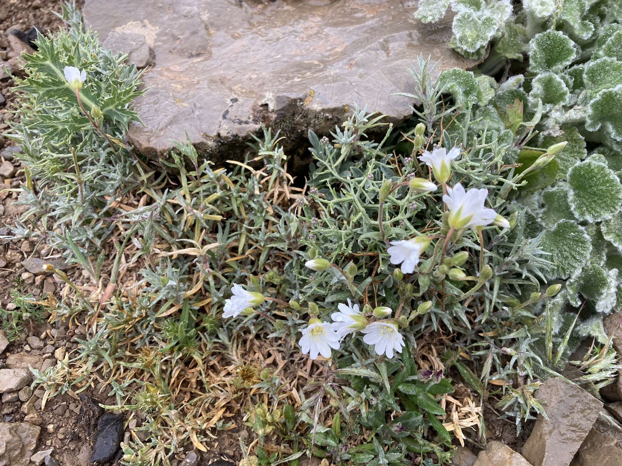 Слика од Cerastium gibraltaricum Boiss.