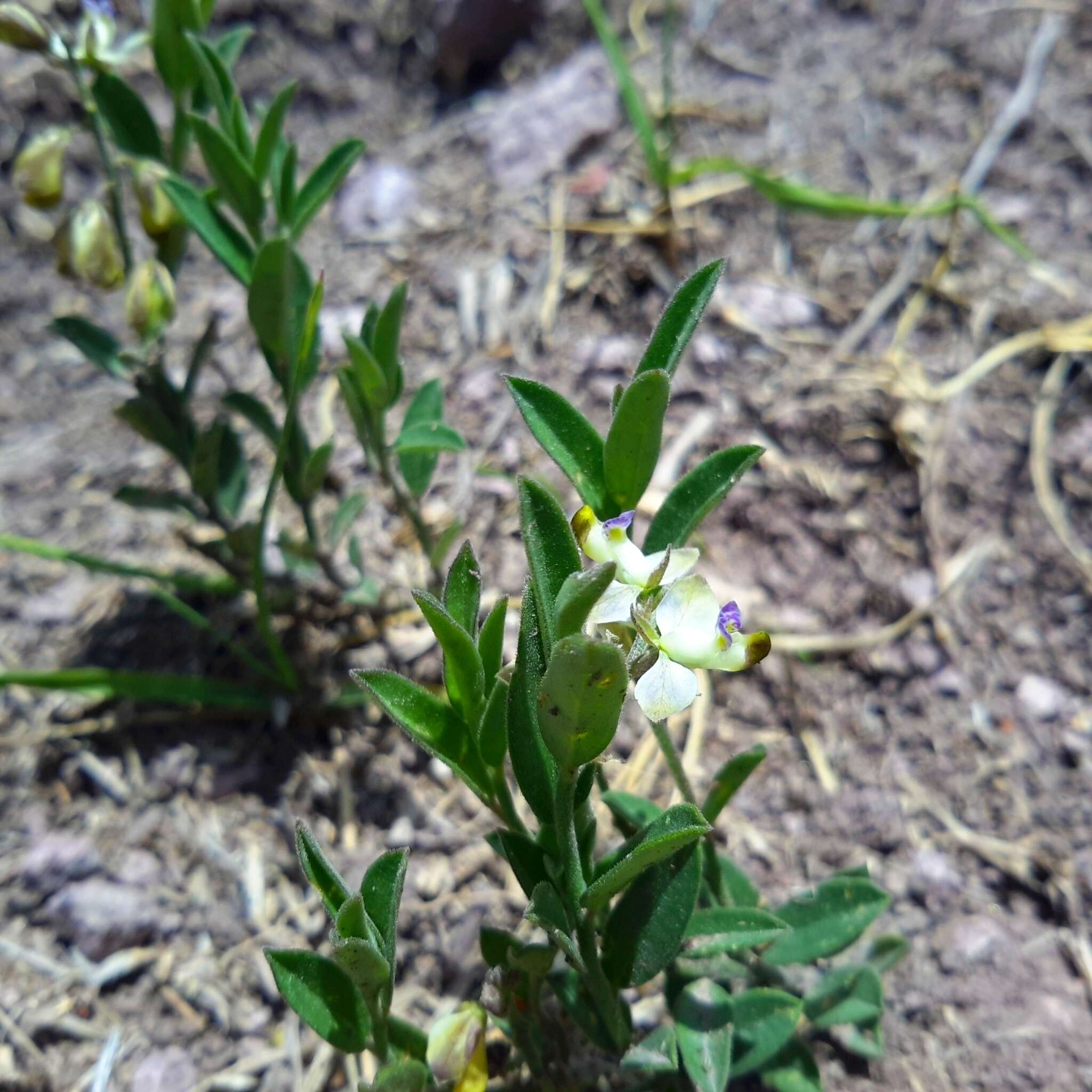 Image of Polygala appressipilis Blake