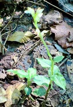 Image of jug orchid