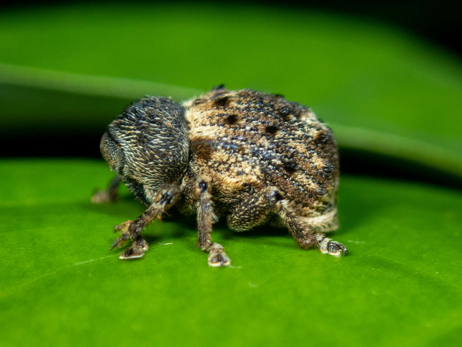 Image of Desmidophorus hebes (Fabricius & J. C. 1781)