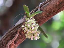 Image de Smithsonia viridiflora (Dalzell) C. J. Saldanha