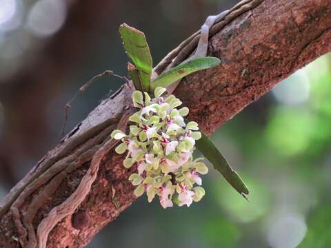 Imagem de Smithsonia viridiflora (Dalzell) C. J. Saldanha