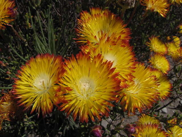 Imagem de Drosanthemum bicolor L. Bol.