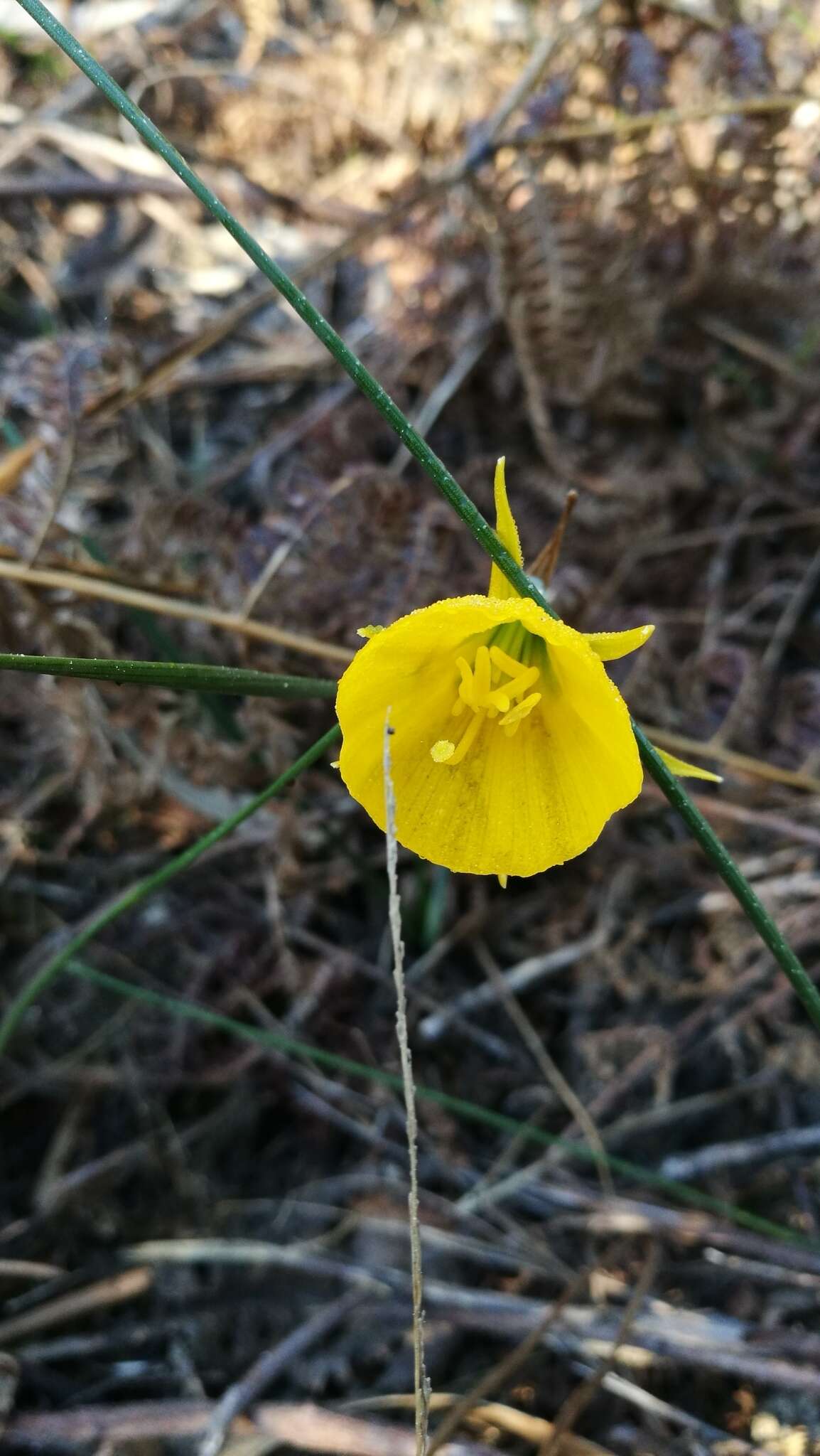 Narcissus bulbocodium L. resmi