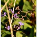 Limonium meyeri (Boiss.) O. Kuntze resmi