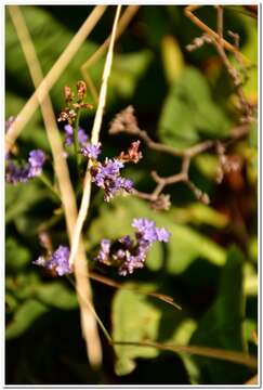 Image of Limonium meyeri (Boiss.) O. Kuntze