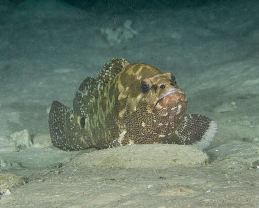 Image of Camouflage Grouper