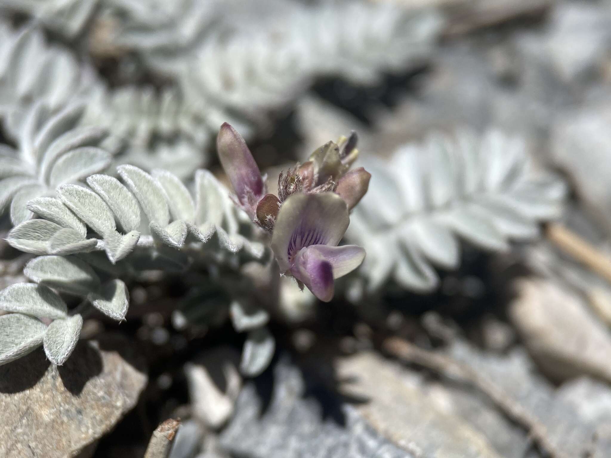 Imagem de Astragalus platytropis A. Gray