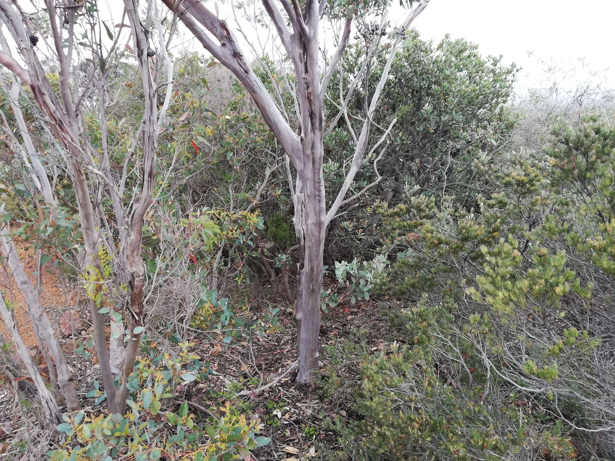 Image of Eucalyptus megacornuta C. A. Gardner